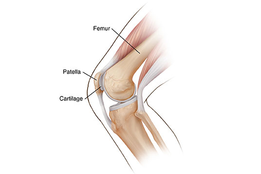 Knee Illustration